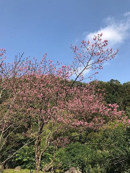 20190406-12新竹尖石錦屏美人湯溫泉