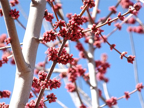 Unknown tree flower buds 02-12-2016.jpg