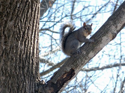 A squirrel rest on a oak tree branch 03-05-2016.jpg