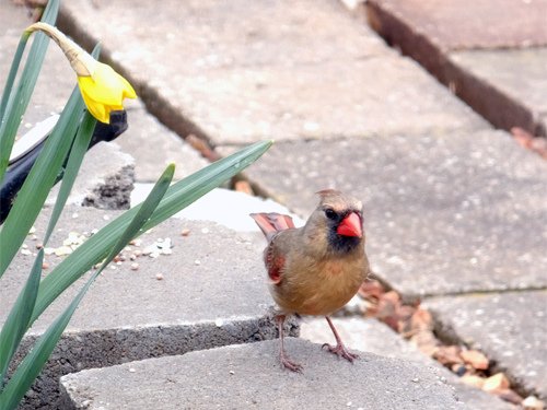 A female cardinal 03-09-2016.jpg