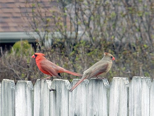 A cardinal birds couple 03-09-2016.jpg