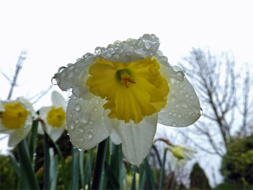 Daffodil with rain drops 03-12-2016.jpg