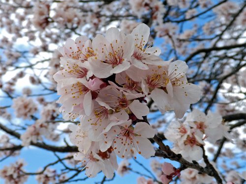 Plum flowers 03-13-2016.jpg