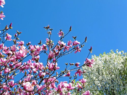 Magnolia saucers with bradford pear 03-15-2016.jpg