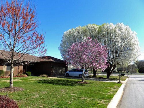 A front yard on the Hampton st 03-15-2016.jpg