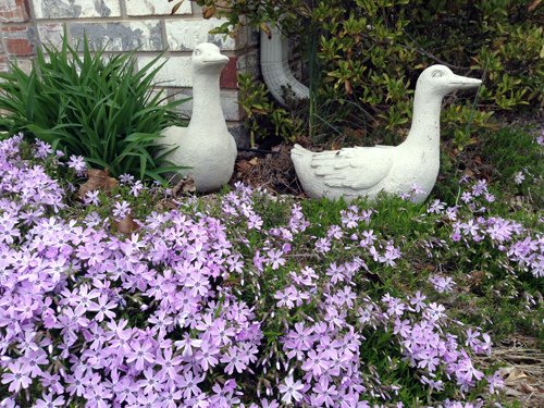 Creeping phlox %26; 2 cemet ducks 03-18-2016.jpg