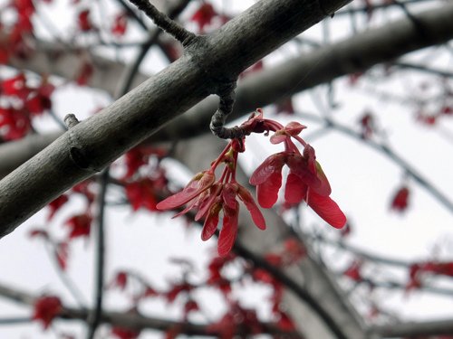 Red maple seeds 03-20-2016.jpg