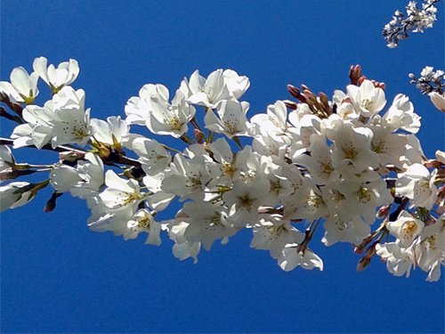 Neighbor%5Cs flowering cherry tree 03-21-2016.jpg