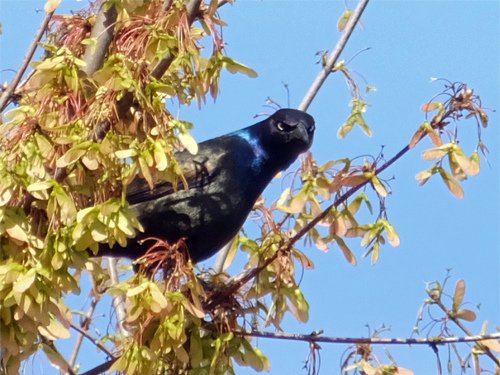 An unknown birds on the maple tree 04-02-2016.jpg