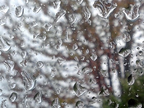 Raindrop reflections (Maple tree) 03-30-2016.jpg