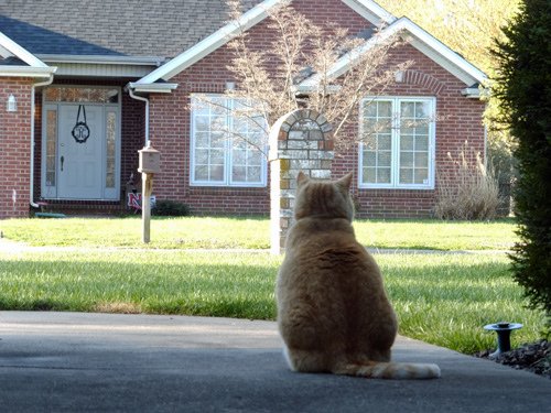 Neighbor%5Cs cat rest on my doorway 04-04-2016.JPG