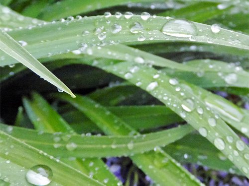 Raindrops on the daylily leave 04-11-2016.jpg