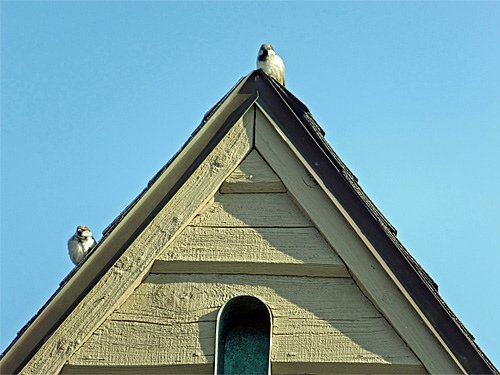 2 sparrows rest on the rooftop 04-03-2016.jpg