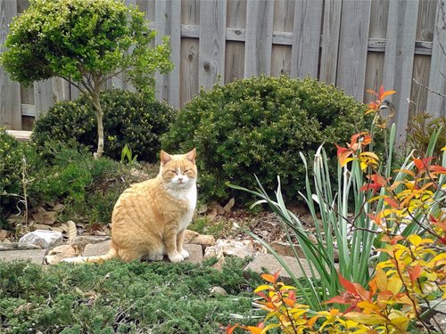 Neighbor%5Cs cat in my yard 04-13-2016 (2).jpg