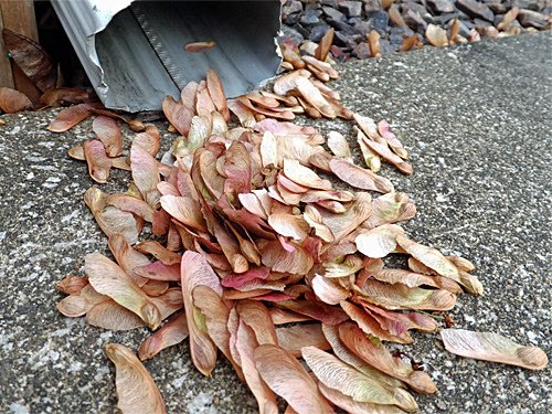 Maple seeds from the roof 04-14-2016.jpg