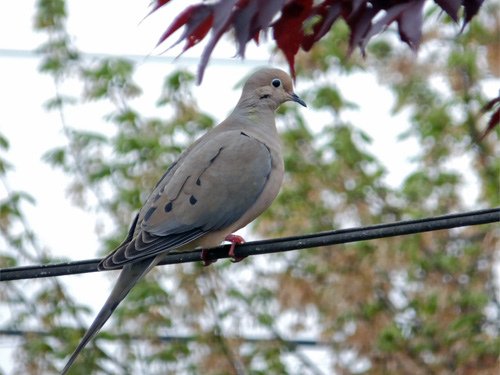 A pigeon rest on the cable 04-15-2016.jpg