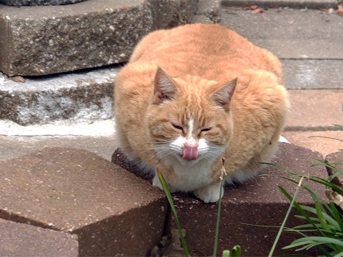 The cat licking her nose 04-13-2016.jpg