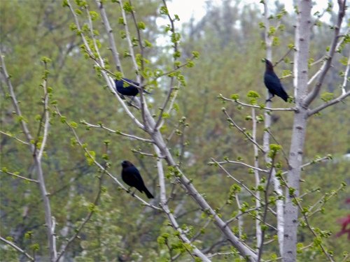 3 widl birds rest on the ginkgo tree 04-15-2016.jpg