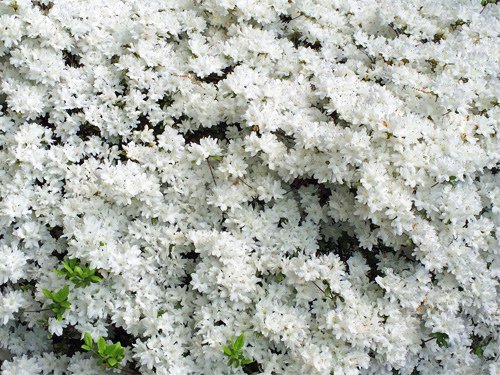 Neighbor%5Cs white azalea flowers 04-22-2016.jpg