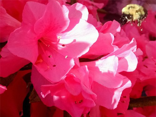 Pink azalea with a bumble bee 04-24-2016.jpg