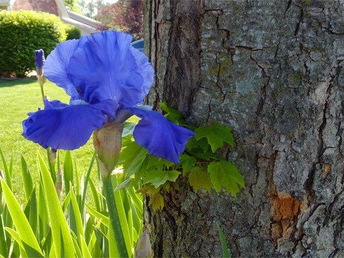Blue iris by neighbor%5Cs maple tree 04-24-2016.jpg