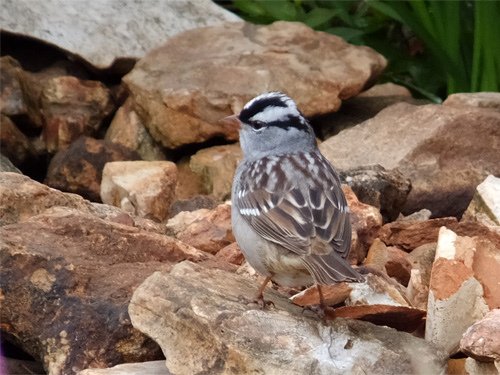 A sparrow rest on the rock wall 04-29-2016.jpg