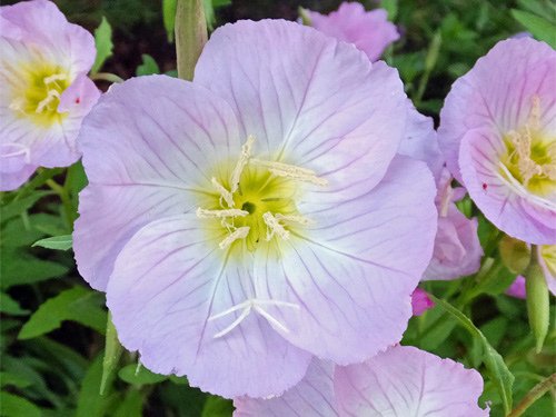 Pink primrose flowers 05-01-2016.jpg