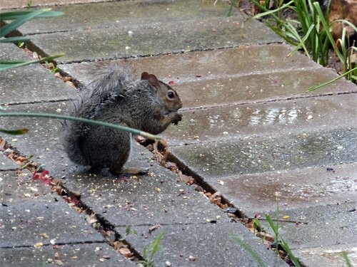 A squirrel share the bird food 04-29-2016.jpg