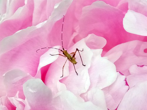 An insect rest on the peony%5Cs flower 05-09-2016.jpg