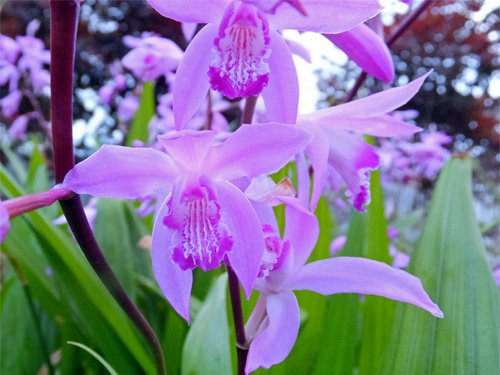 Chinese orchid 05-11-2016.jpg