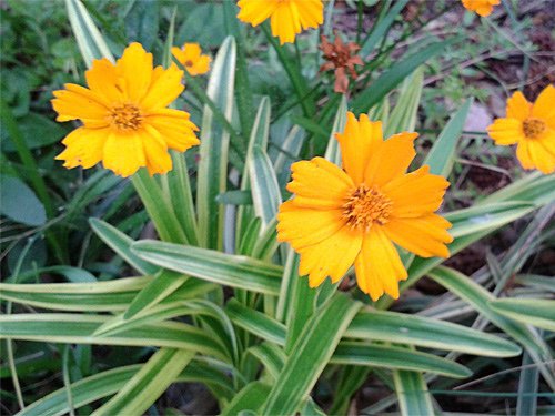 Yellow ornamental daisy 05-11-2016.jpg