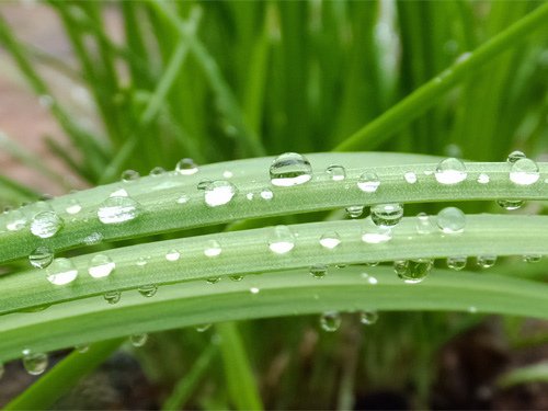 Raindrops on the chives 05-17-2016.jpg