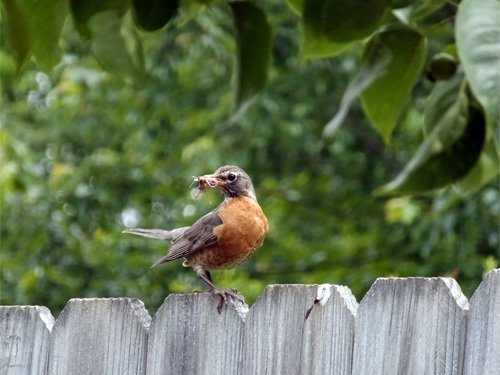 A busy robin mom 05-19-2016.jpg