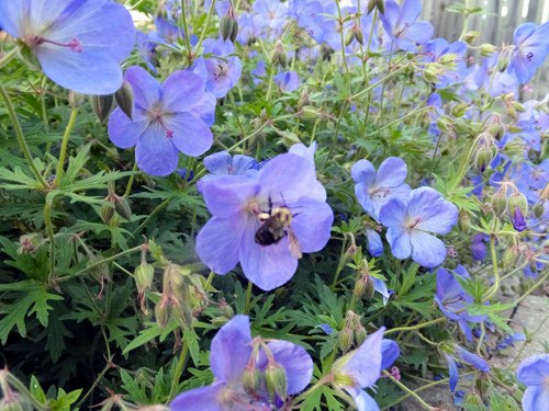 A bumblebee on the mosquito plant 05-21-2016.jpg