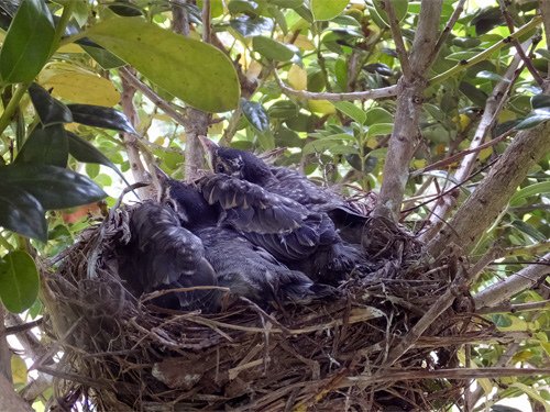 2 baby robins in their nest 05-19-2016.jpg