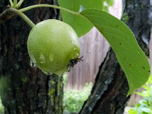 Raindrops on the asian pear 05-17-2016.jpg