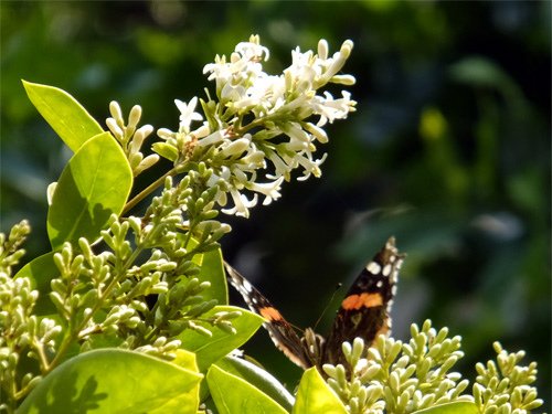 A butterfly rest on the orange jasmine 05-26-2016.jpg