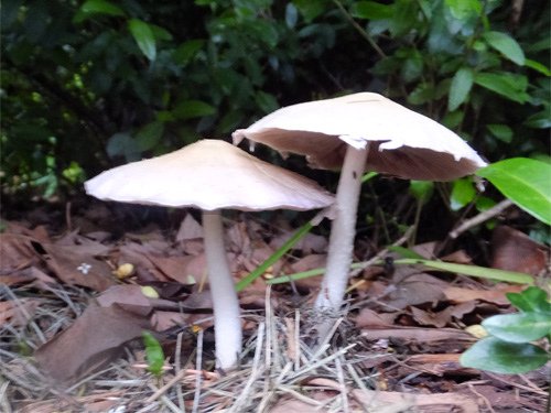 2 wild mushrooms 05-27-2016.jpg