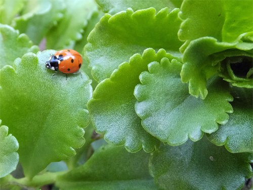 A ladybug rest on the succulent plant 05-26-2016.jpg