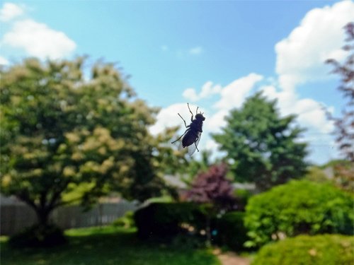 Fly on window 06-12-2016.jpg