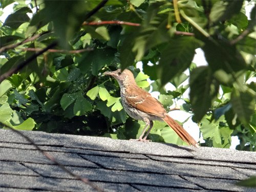 A wild bird rest on the roof of a storage 06-15-2016.jpg