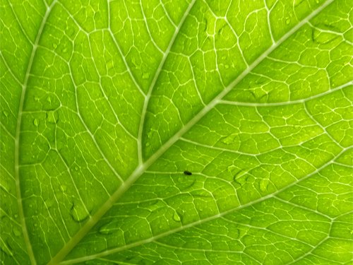 Raindrops on the hydrangea leaf 06-15-2016.jpg