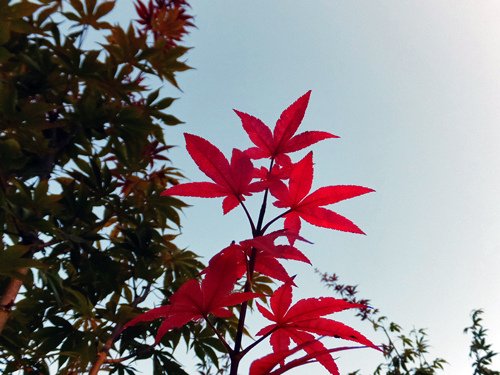 Japanese maple%5Cs new leaves 09-27-2016.jpg