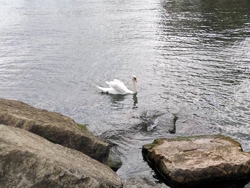 A canadian white swan 09-02-2016 by Aaron.jpg