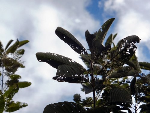 Chestnut leaves 10-01-2016.jpg