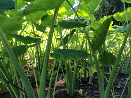 Colocasia esculenta (Taro) 09-29-2016.jpg