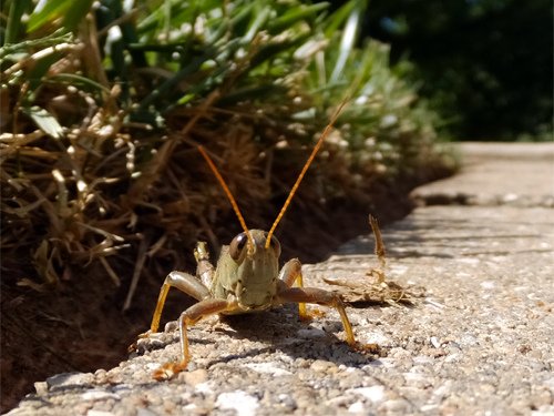 A grasshopper 10-04-2016.jpg