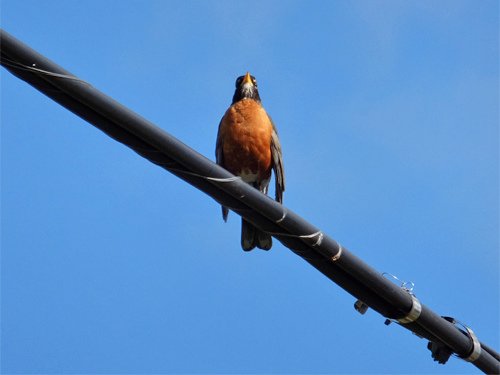 A robin rest on the cable 06-27-2015.jpg