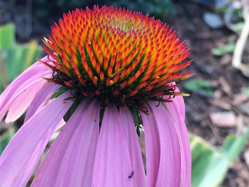 Purple coneflower 10-09-2016.jpg