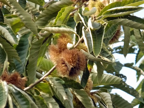 Shells of the chestnut 10-14-2016.jpg